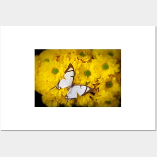 White Exotic Butterfly On Yellow Poms Posters and Art